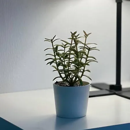 Blue Oasis Loft Boekarest